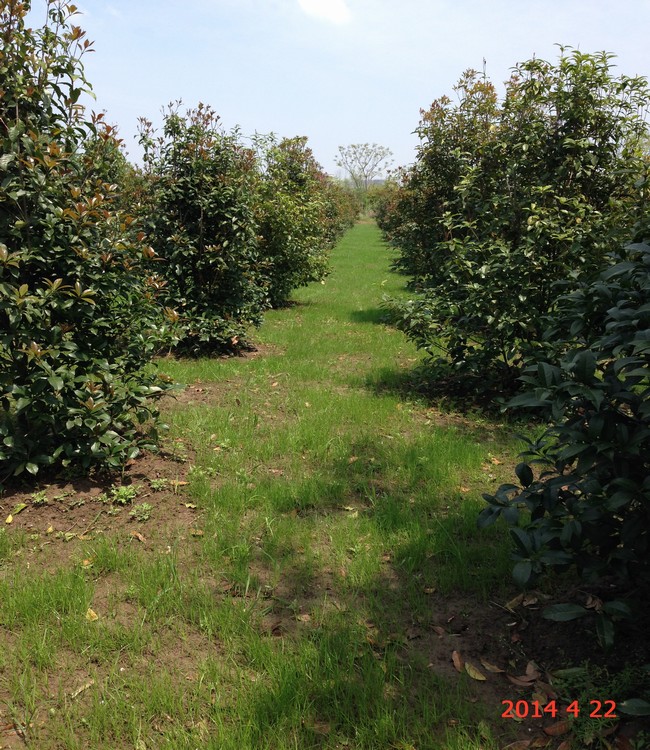 南通錦繡河山苗木4月下旬最新動(dòng)態(tài)