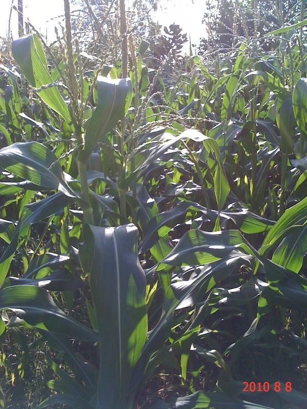 南通錦繡河山苗木8月份最新動態(tài)